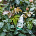 Powdery Mildew on Roses: Treatment and Prevention