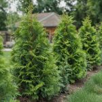 Privacy Trees: Top Picks by Zone and Light