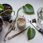 How to Propagate Plants: Stem Cuttings and Rooting Hormone