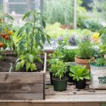 Raised Bed vs Container Garden: Space, Soil, and Yield
