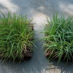 Ryegrass vs Fescue: Germination, Shade, and Wear