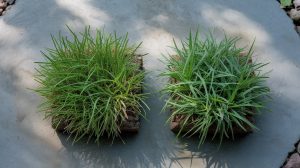 Ryegrass vs Fescue: Germination, Shade, and Wear