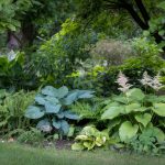 Shade Plants That Actually Perform Well
