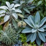 Silver Flowers: 15 Varieties by Light and Zone