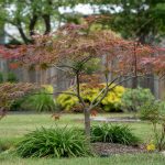 Small Trees for Small Yards: A Grower's Shortlist