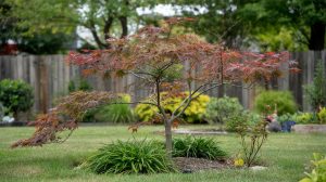 Small Trees for Small Yards: Under 25 Feet Tall