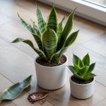 Snake Plant Care: Light, Water, and Propagation