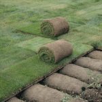 Sod vs Seed: Cost, Time to Establish, and Results