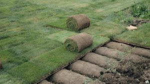 Sod vs Seed: Cost, Time to Establish, and Results