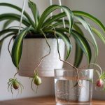 Spider Plant Care: Babies, Light, and Watering
