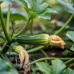 Squash Vine Borer Treatment: Prevention and Control