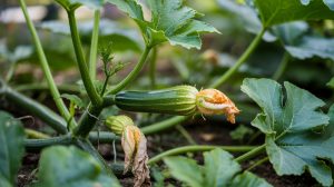 Squash Vine Borer Treatment: Prevention and Control