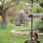 How to Keep Squirrels Off Bird Feeders: Baffles and Tips