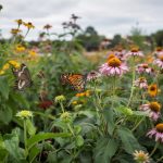 How to Attract Butterflies: Host Plants and Layout