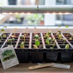 How to Start Seeds Indoors: Heat Mats, Light, and Timing