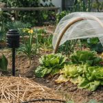 Summer Garden Care: Watering, Mulching, and Heat Stress