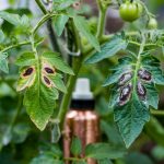 Tomato Blight Treatment: Early vs Late and How to Fix