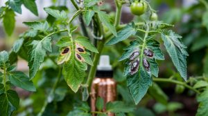 Tomato Blight Treatment: Early vs Late and How to Fix