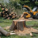 Tree Removal Cost: Size, Access, and Stump Pricing
