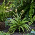 Types of Ferns: Tested Varieties for Your Yard