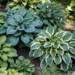 Types of Hostas: Top Picks by Zone and Light