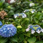 Types of Hydrangeas: A Grower's Shortlist
