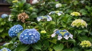 Types of Hydrangeas: Mophead, Panicle, and More