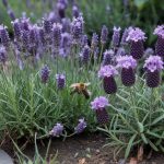 Types of Lavender That Actually Perform Well