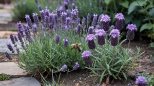Types of Lavender: English, French, and Spanish
