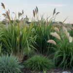 Types of Grasses: Tested Varieties for Your Yard