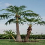 Types of Palm Trees Worth Planting (2026)