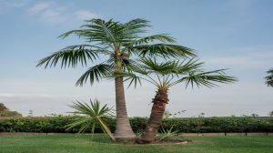 Types of Palm Trees: Cold-Hardy to Tropical Picks