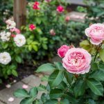 Types of Roses: Top Picks by Zone and Light