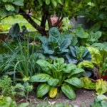 Vegetables That Grow in Shade: 12 Proven Crops