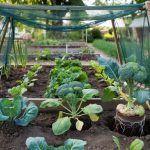 What to Plant in August for a Fall Harvest
