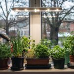 What to Plant in December: Indoor and Zone 9-10 Options