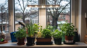 What to Plant in December: Indoor and Zone 9-10 Options