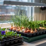 What to Plant in February (By Zone)