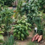 What to Plant in June: Heat-Tolerant Picks