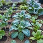 What to Plant in March: Cool-Season Crops and Flowers