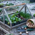 What to Plant in November Before the Ground Freezes