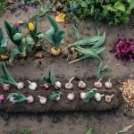 What to Plant in October: Garlic, Cover Crops, and Bulbs