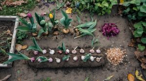 What to Plant in October: Garlic, Cover Crops, and Bulbs