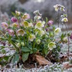 Winter Flowering Plants: Tested Varieties for Your Yard