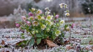Winter-Flowering Plants: Varieties That Bloom in Cold