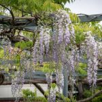 Wisteria Care: Taming, Pruning, and Getting It to Bloom