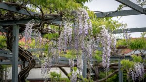 Wisteria Care: Taming, Pruning, and Getting It to Bloom